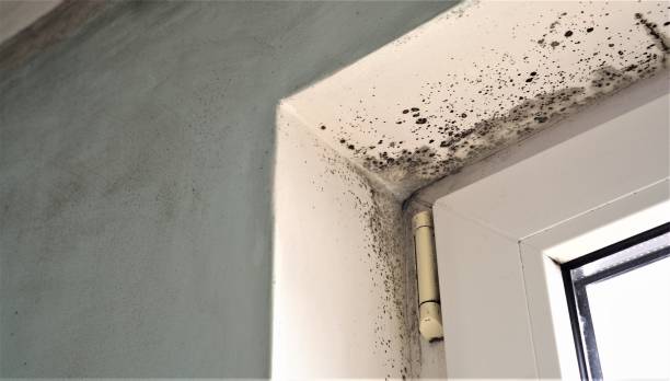 Best Emergency Mold Remediation  in Newton, AL