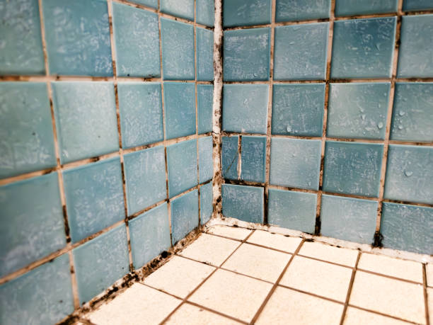 Trusted Newton, AL Mold Removal Experts