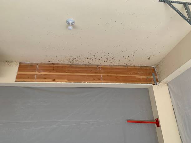 Best Attic Mold Removal  in Newton, AL