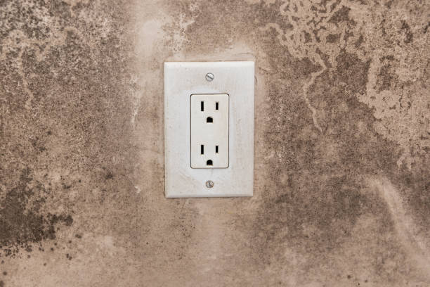 Best Mold Prevention Services  in Newton, AL