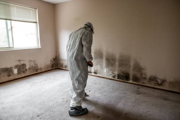 Environmental Consulting for Mold Prevention in Newton, AL