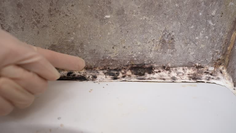 Best Post-Construction Mold Inspection  in Newton, AL