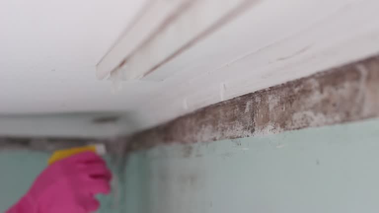 Best Asbestos and Lead Testing During Mold Inspection  in Newton, AL
